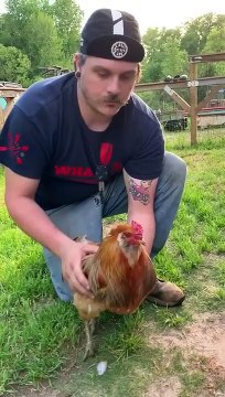 Ces deux gars réussissent à hypnotiser un coq