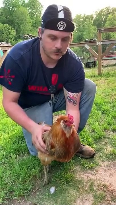 Ces deux gars réussissent à hypnotiser un coq
