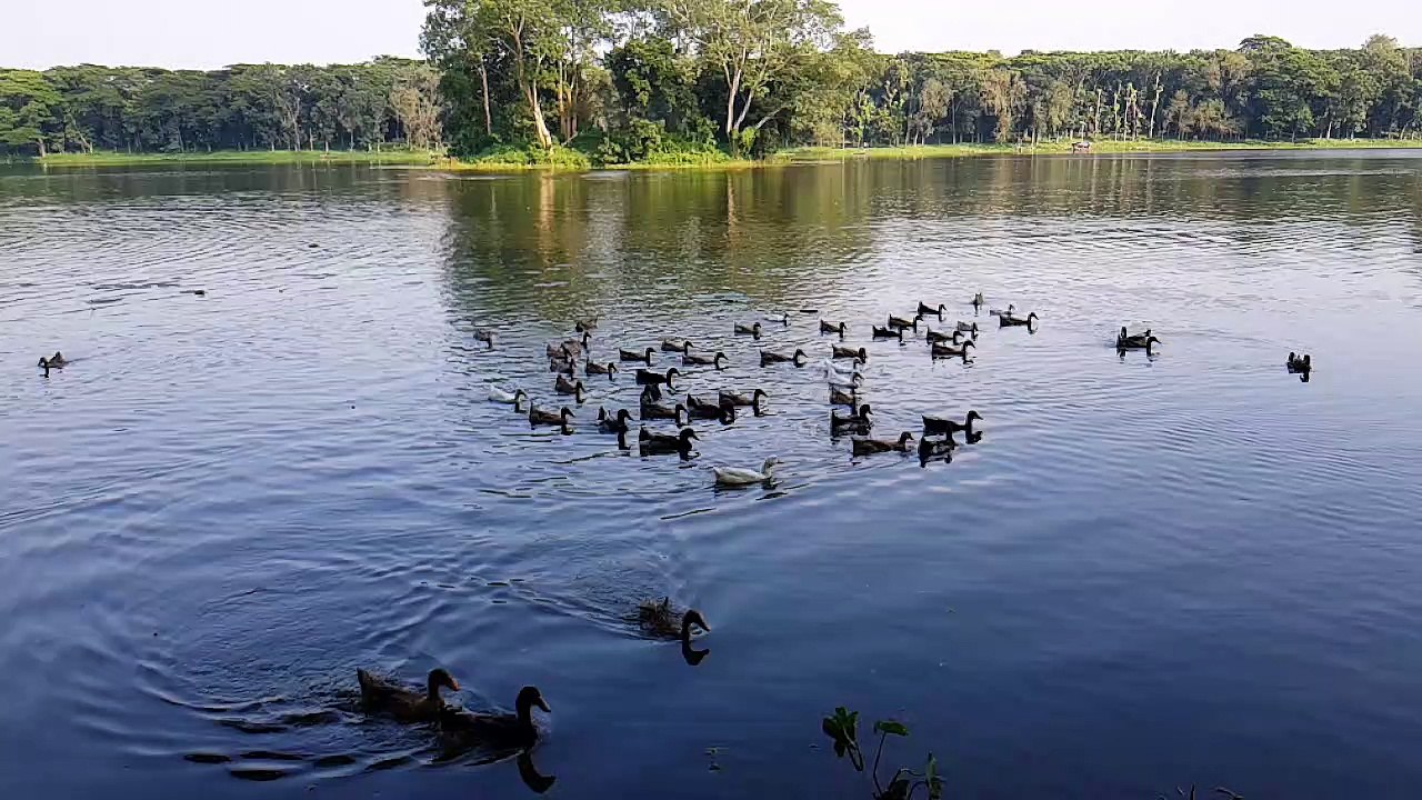 Duck