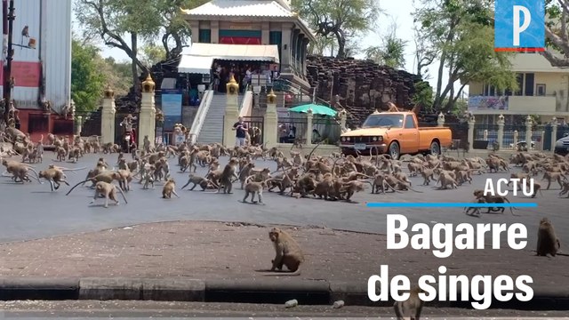 Poussés par la faim, une bagarre de singes en pleine rue en Inde