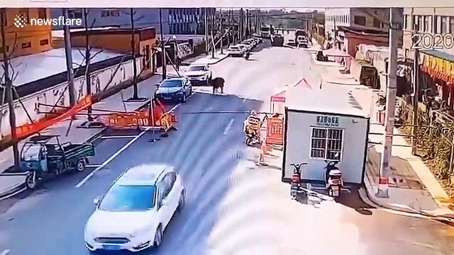 Chinese policeman shoots dead runaway buffalo after it attacks pedestrians