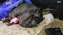 Rescued Gigantic Pig and Rooster Are BFFs