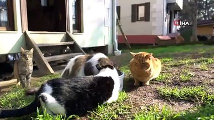 Sokak hayvanlarına 24 saat sağlık hizmeti