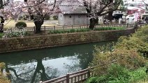 川の横にある桜 群馬 - Japan - Sakura flowers beautyful next to the River ♥
