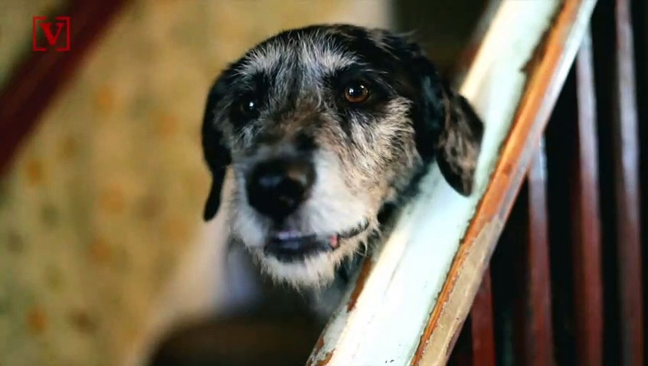 Pet Owners Are Doing Whatever It Takes to Keep Their Dogs Living Longer