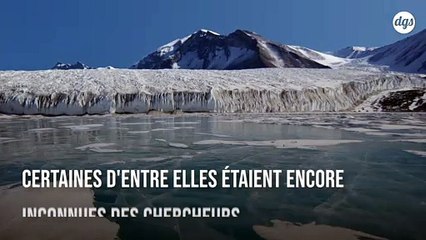Découverte de bactéries proches des chlamydias dans les profondeurs de l'océan Arctique
