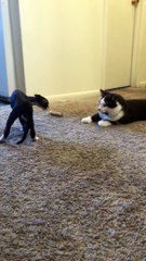 Devon Rex Kitten Surprised by Normal Size Cat