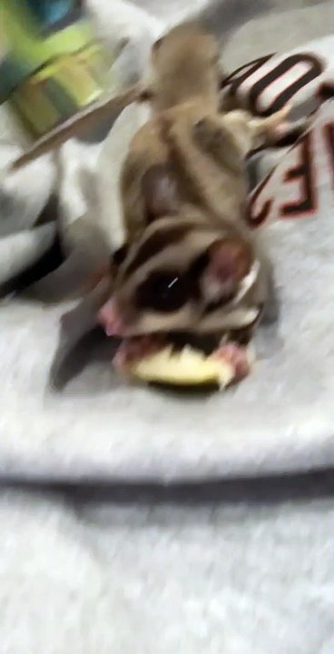 Sugar Glider Gets a Cool New Hat