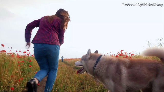 The Easiest Dog Breeds to Train