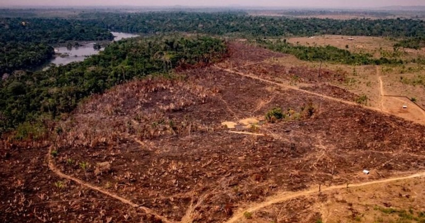 La forêt amazonienne et la barrière de corail des Caraïbes pourraient disparaître d'ici 15 à 50 ans