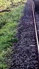 Voilà pourquoi le train est en retard : un éléphant refuse de le laisser passer