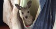 Un couple tient un refuge pour sauver des kangourous blessés