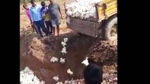 VIDEO: Farmer buries chicken alive due to Coronavirus
