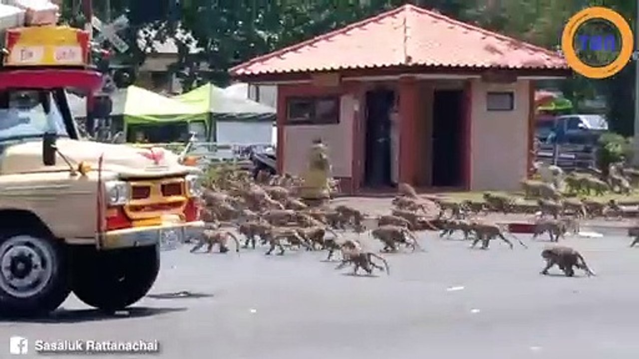 Découvrez les incroyables images de cette bagarre de singes en Thaïlande !