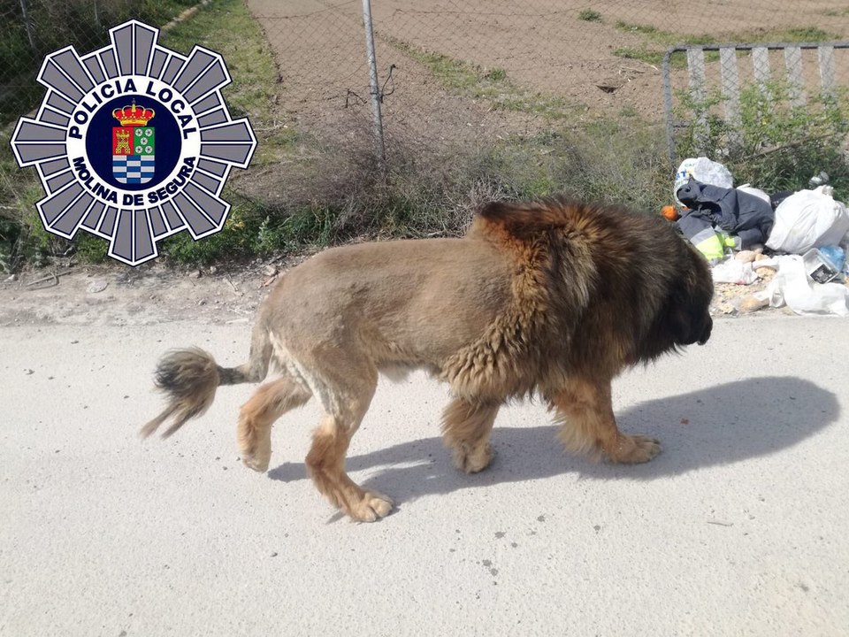 Ce chien qui ressemble à un lion a semé la