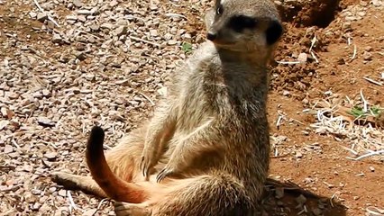 Drowsy Meerkat Dozes Off