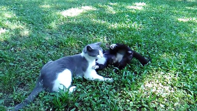 My cats play tussle | En/Sp/Fr subs