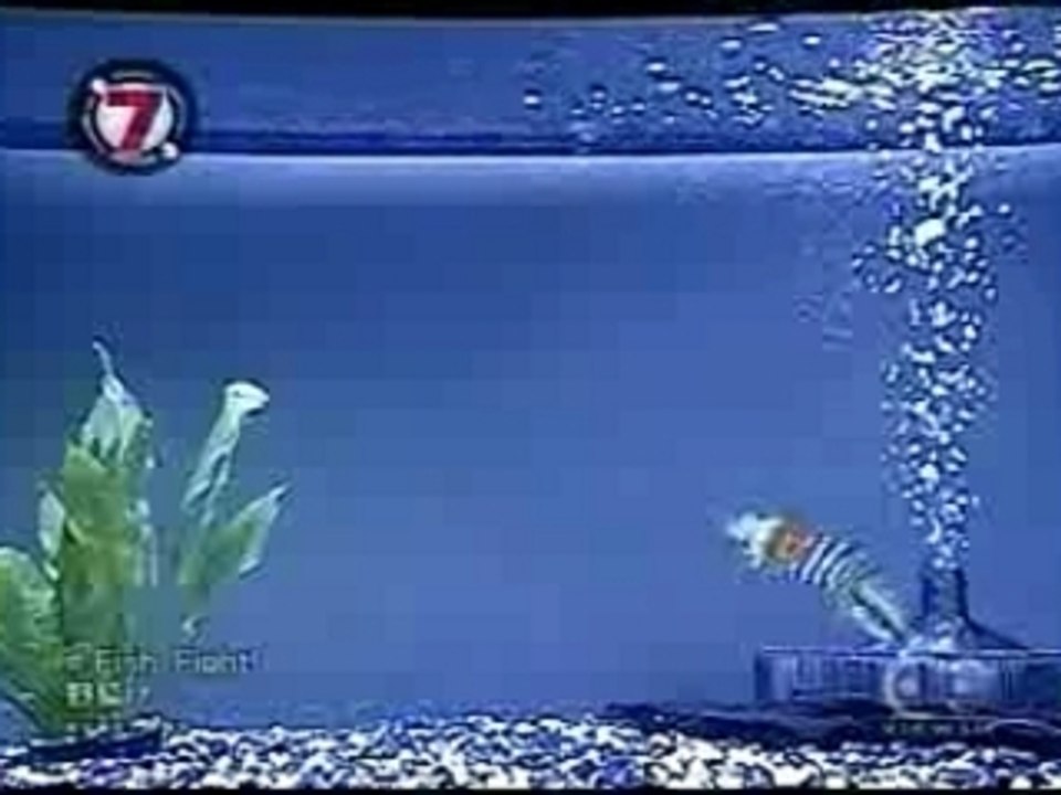 Fish Fight