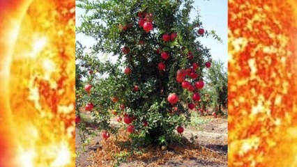 अशुभ नवग्रह को शुभ बनाये इस यंत्र से अशुभ नवग्रह को शुभ बनाये इस यंत्र से
