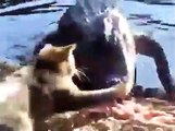 Ce chat montre à ce crocodile qui est le chef