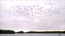 Tous ces oiseaux plongent au même moment pour pêcher