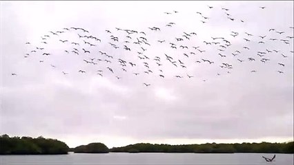 Tous ces oiseaux plongent au même moment pour pêcher
