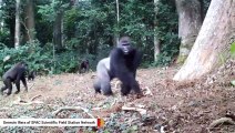 Camera Captures Gorillas Being Seriously Territorial