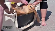 Turtley Awesome! Check out These Rescued Turtles Returning to the Ocean!