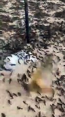 Koronavirüsten sonra şimdi de çekirge istilası ortaya çıktı