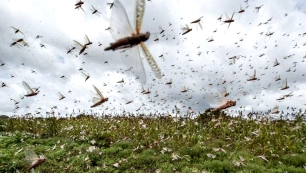 Ziraat Mühendisleri Odası'ndan Türkiye sınırına dayanan çekirge istilasıyla ilgili değerlendirme: Çöl çekirgeleri koronadan tehlikeli