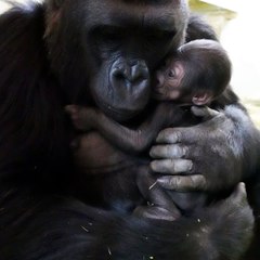 New Photos Show the Heartwarming Bond Between Mom and Her New Baby Gorilla