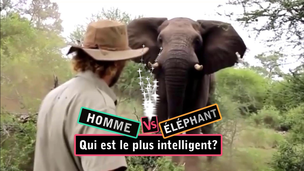 QUI EST LE PLUS INTELLIGENT ?