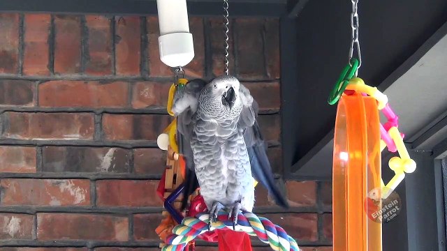 Talking parrot performs relaxing yoga
