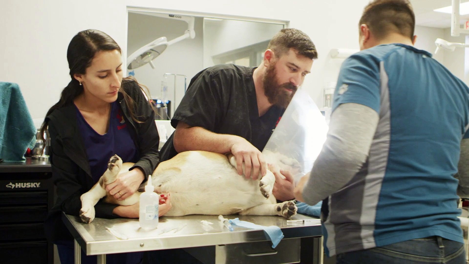 ⁣Veterinary Surgery | Tucson, AZ | Desert Paws Mobile Veterinary Care