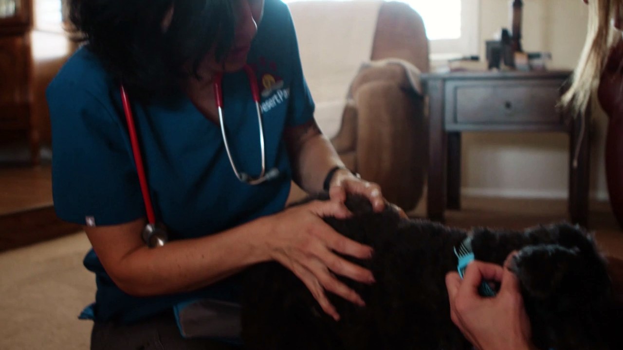 Fear Free Handling | Tucson, AZ | Desert Paws Mobile Veterinary Care