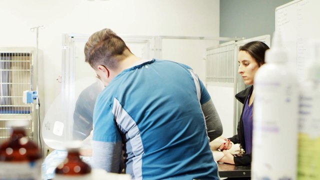 State of the Art Surgical Suite | Tucson, AZ | Desert Paws Mobile Veterinary Care