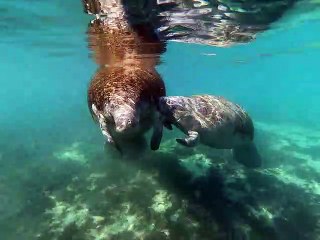 Momma Manatee Pushing Away Male Manatee
