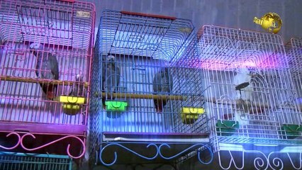 Aunty's bird shop all species of birds for sale In Pakistan