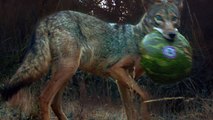 Trail Camera Catches Coyote ‘Chomping On A Watermelon’