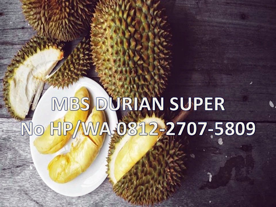 GROSIR, WA 0812-2707-5809, Bibit Durian Asfa50 Sulawesi Selatan