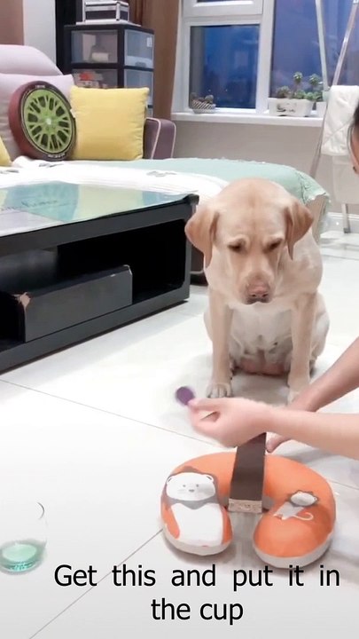 Does Your Dog Make the List of the Dumbest Dog Breeds