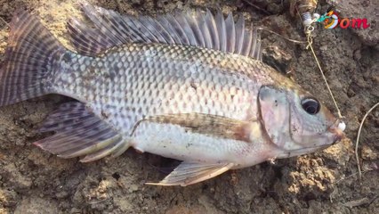 Tilapia fishing | Surprise when placing the camera underwater