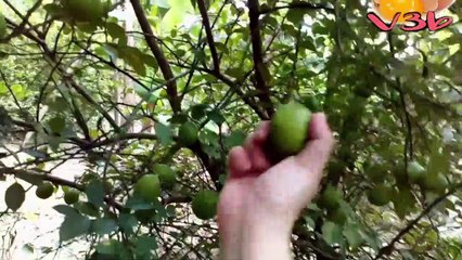 Chưng Cất TINH DẦU CHANH Thanh Lọc Không Khí  | CHANH NGÂM ĐƯỜNG Tăng Sức Đề Kháng Cho Cả Gia Đình