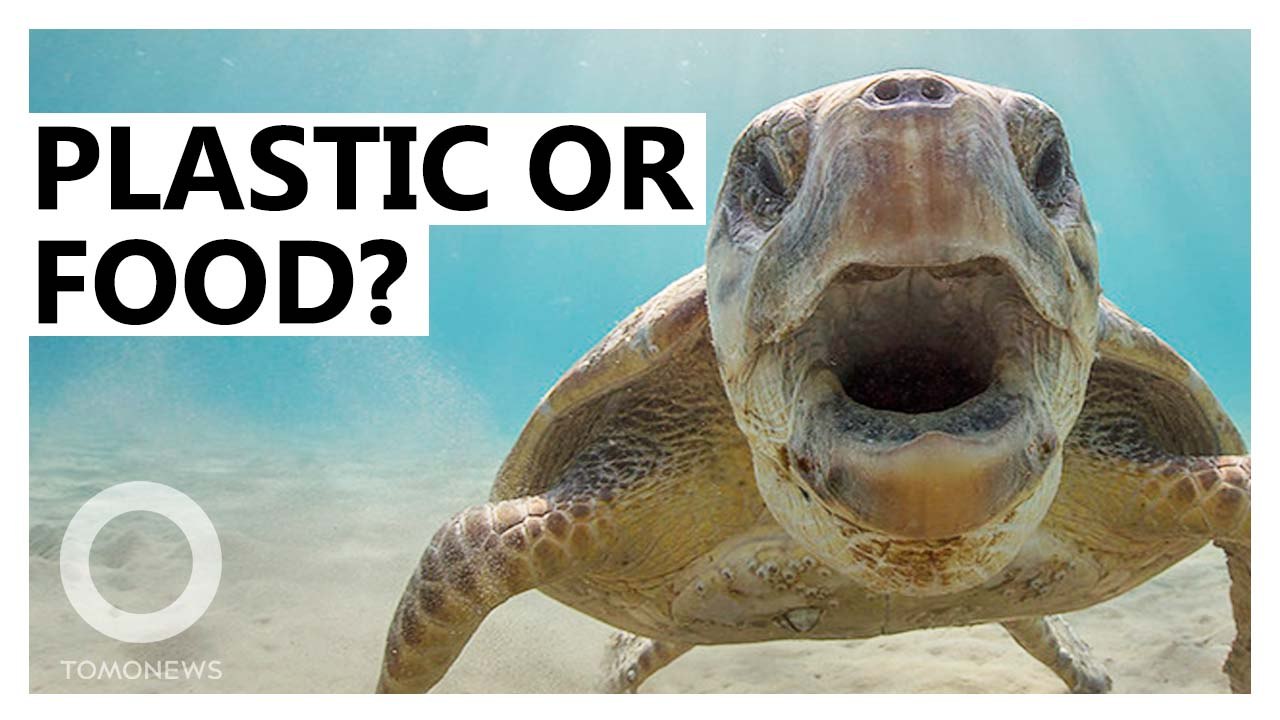 Turtles think ocean plastic smells like food, study finds
