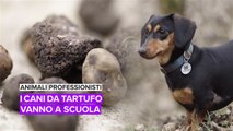 Animali professionisti: i cani da tartufo vanno a scuola