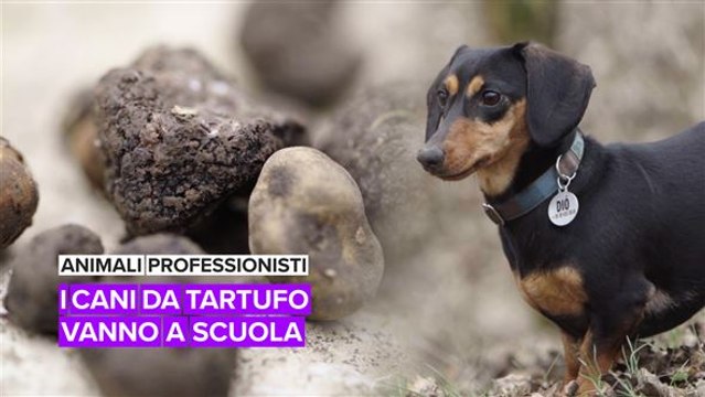 Animali professionisti: i cani da tartufo vanno a scuola