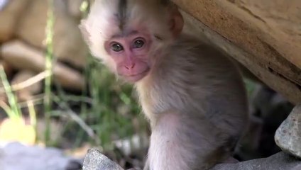SNOW MONKEY White Baby Falls Into a Crisis