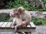 Baby Snow Monkeys in the Summer Japan