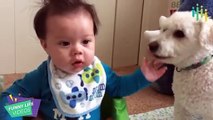 Funny Animal Fails Compilations   Cute Kids and Animals Funny Video Compilations