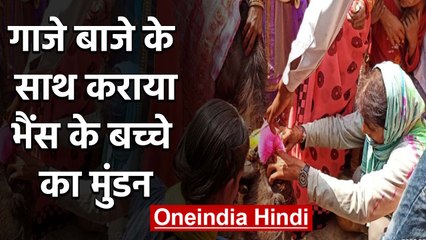Uttar Pradesh के Fatehpur में बैंड बाजे के साथ हुआ  Buffalo Baby का मुंडन | वनइंडिया हिंदी